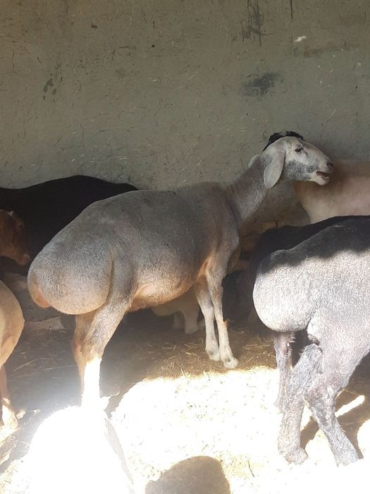 Zotdor Qôy sotiladi