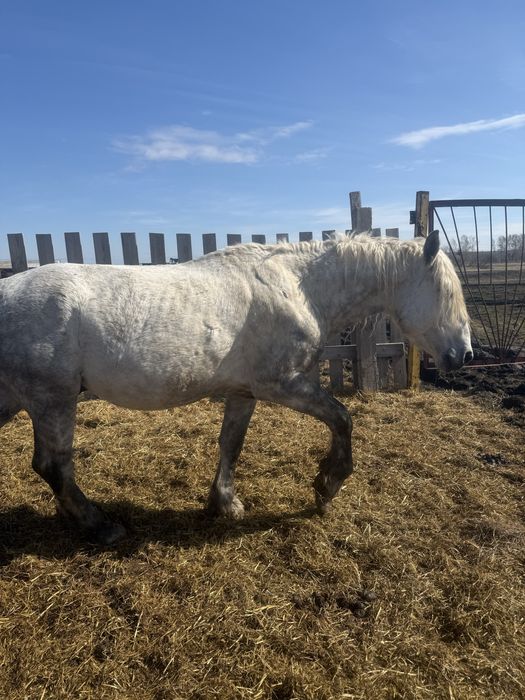 Продам жеребец на племя