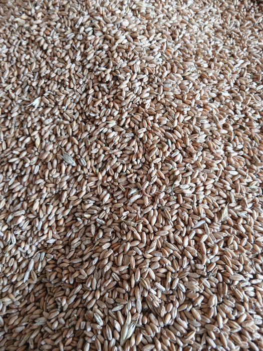 Vând  grau si triticale