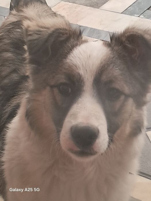 Ит ургатилган 6 ойлик тоза ит