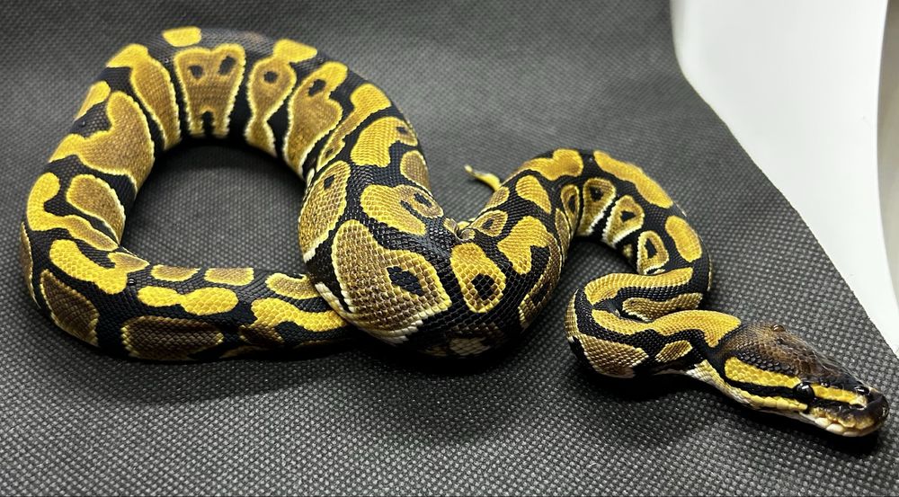 Кралски питон Normal