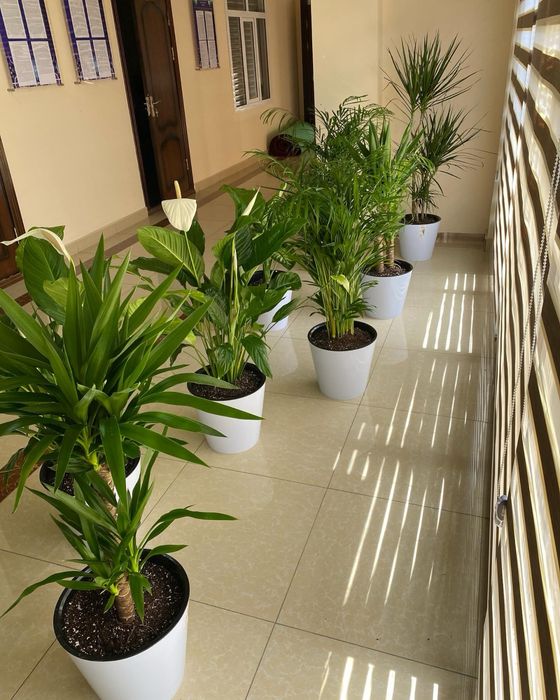 Цветы для дома и офиса. Гуллар