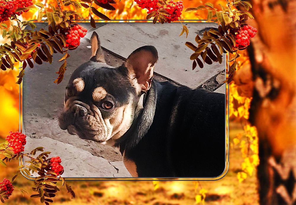 Кобель супер на вязку