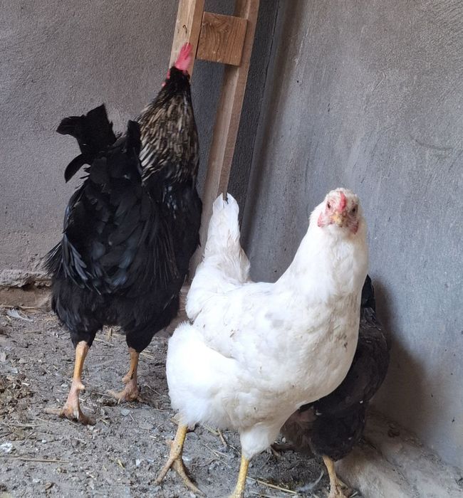 Damashniy tuxumlar uy tuxumi