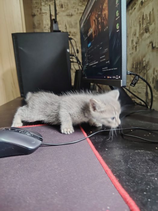 Отдам котенка в добрые руки, мальчик