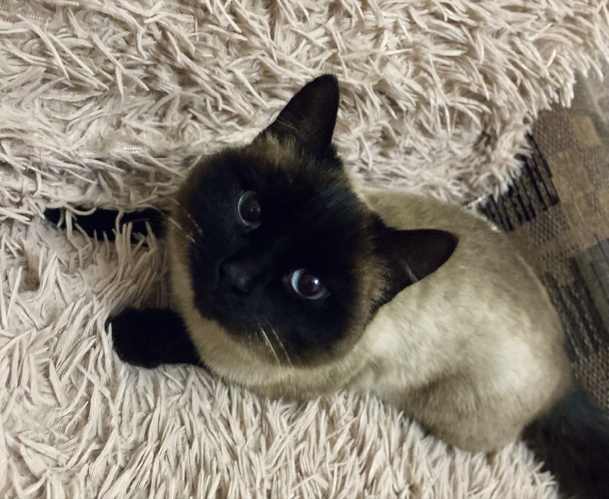 Сиамская кошечка