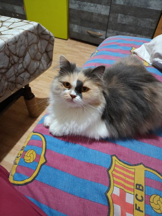 Продава се персийска котка