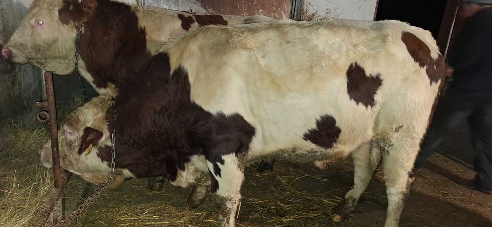 Tauri  cu certificat de origine