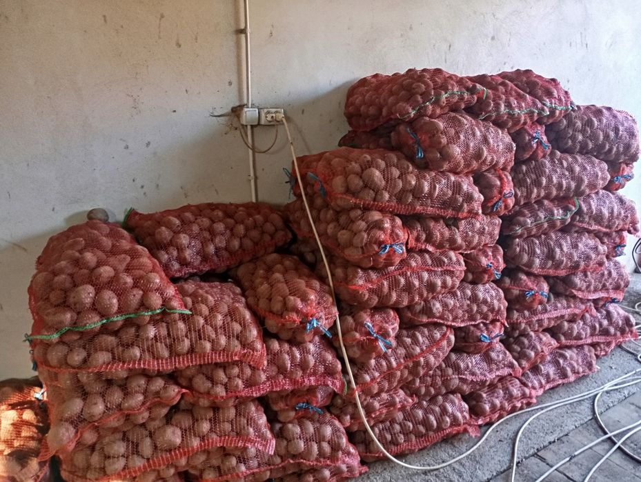 Cartof consum Bellarosa