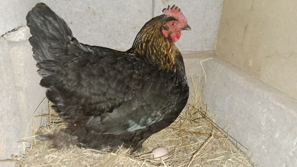 күрік тауыққа жұмыртқа салады