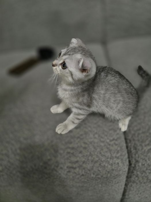 Shotland quloqdor mushukchasi (Scottish Fold) sotiladi