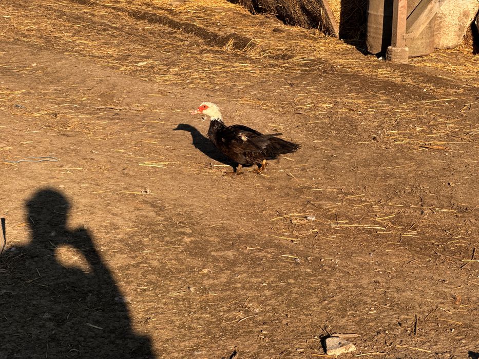 Vând rețe: 70 lei rățoi, 50 lei rață