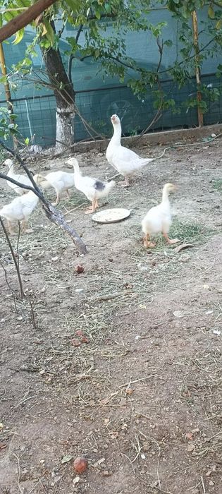 Гуси народы Линда
