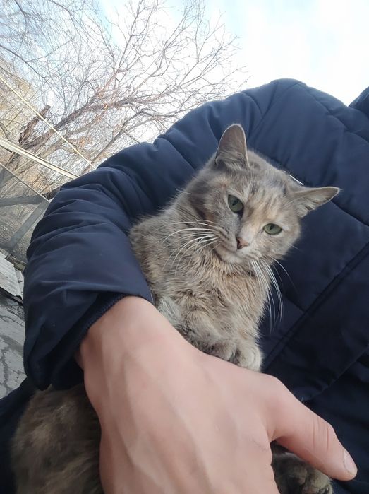 Отдам кошек и котов