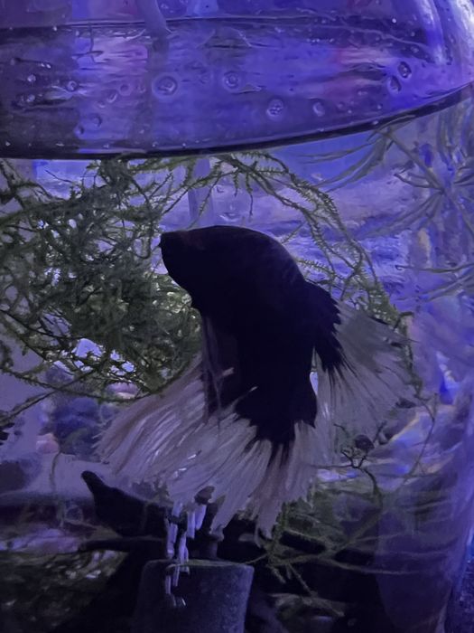 Петушок рыбка…..