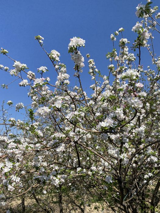 6 сотих ёр учаскаси сотилади