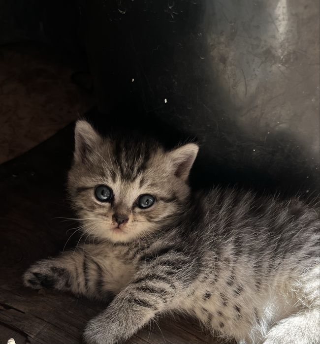 Породистые котята