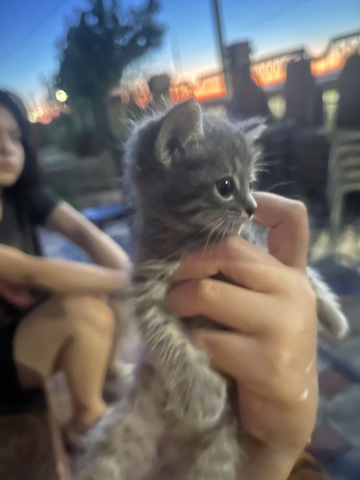 Котенок девочка вивививичи