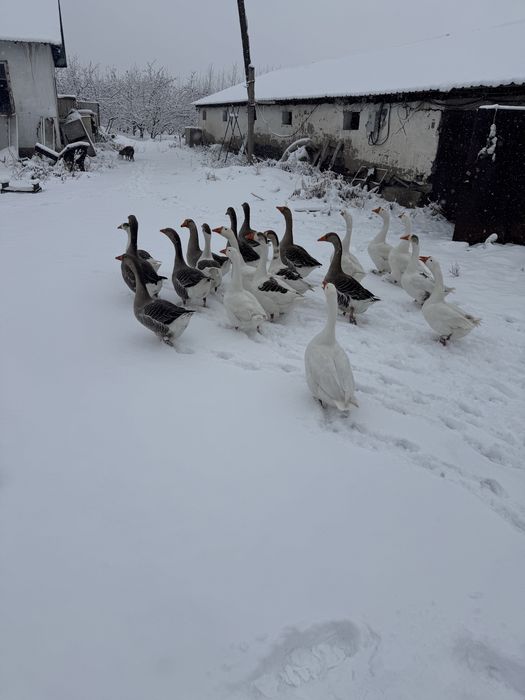 Продам гусей в талгаре.