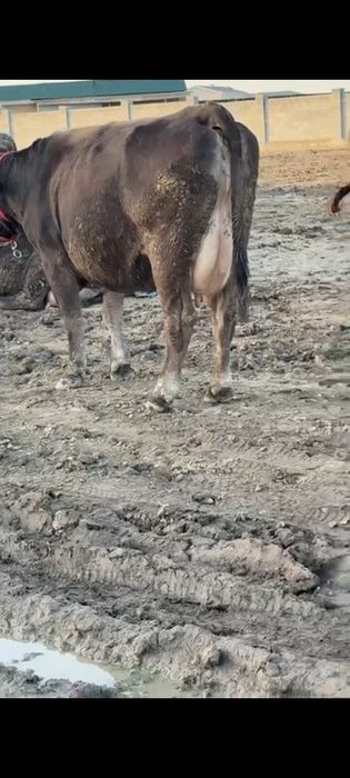 Алатау сиырлар сатылады