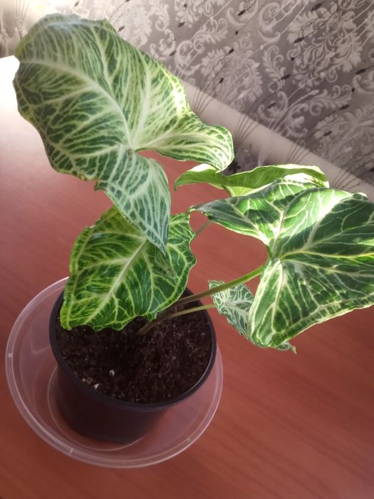 Сингониум Пинк Альба Неон