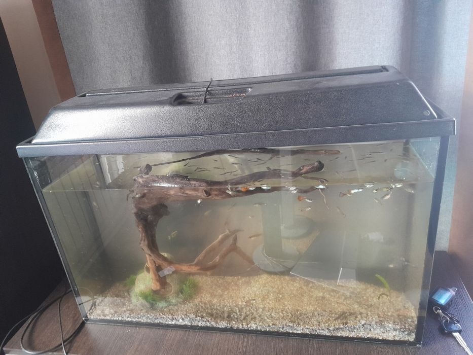 Аквариум с рыбами