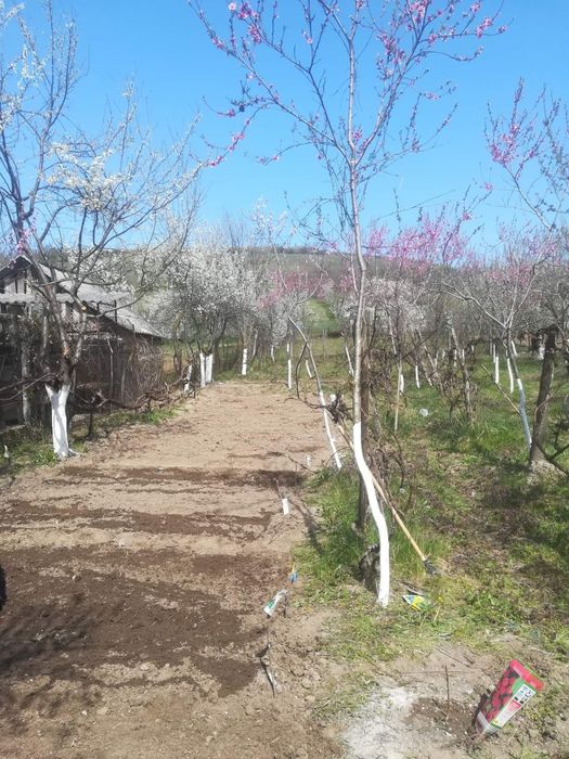 Casa nelocuibila cu teren Vintere Bihor