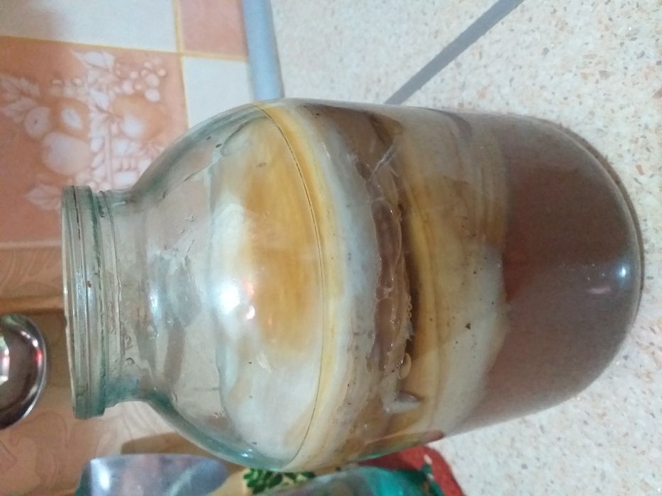 Чайный гриб для приготовления целебного напитка