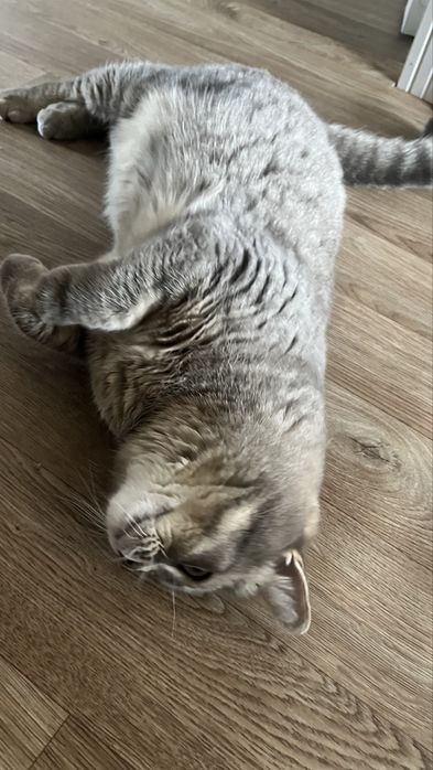 Ищем хорошего хозяина коту