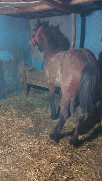 Vând mânz de 7 luni