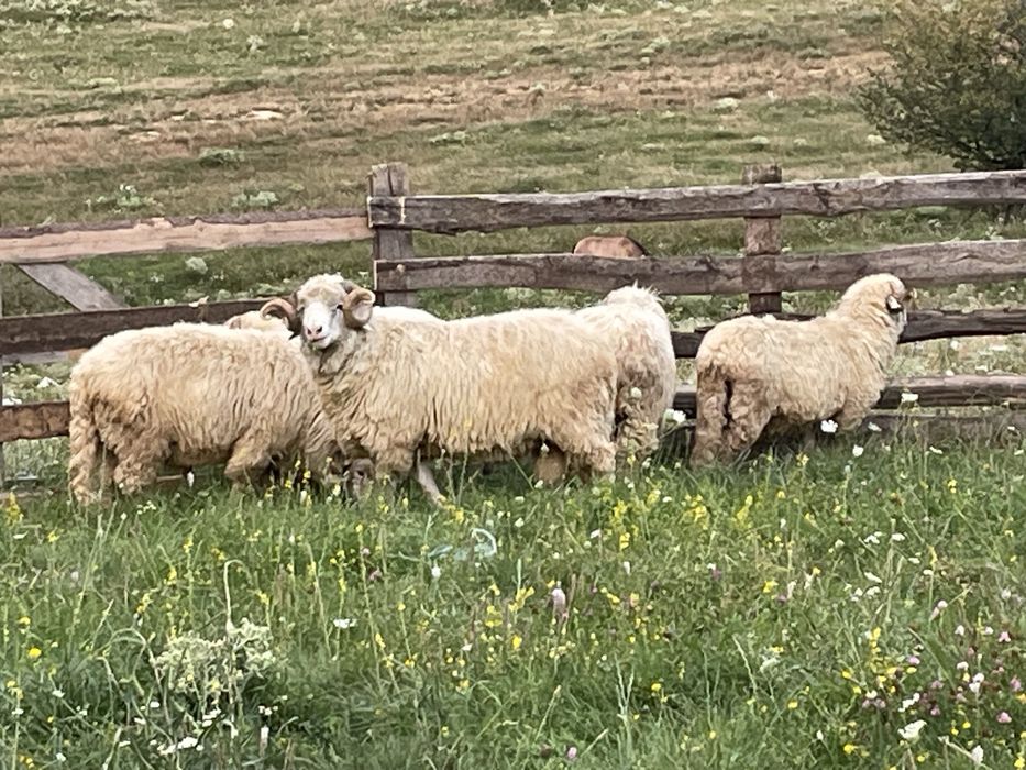 Disponibili doi berbeci Băli