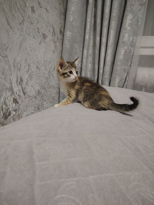 Отдам котят в хорошие руки