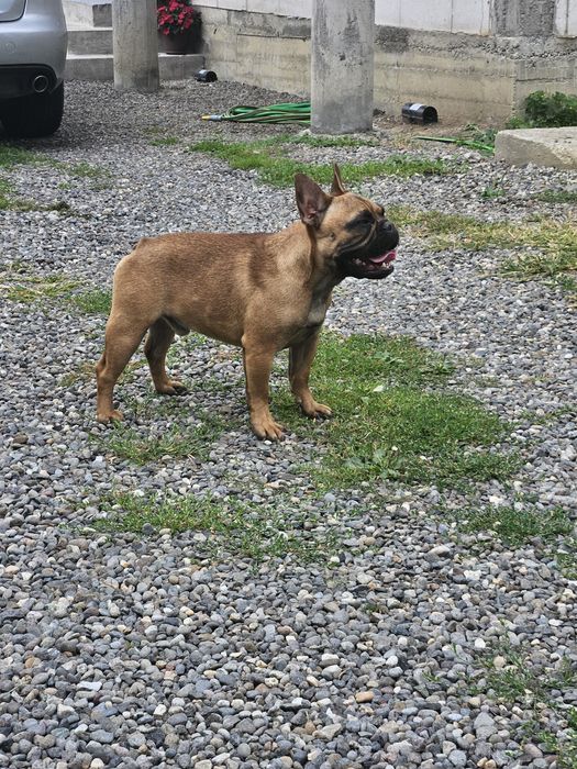 Bulldog Francez Mascul pedigree FCI