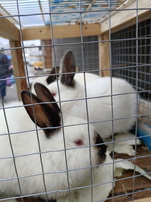 Продаются кролики