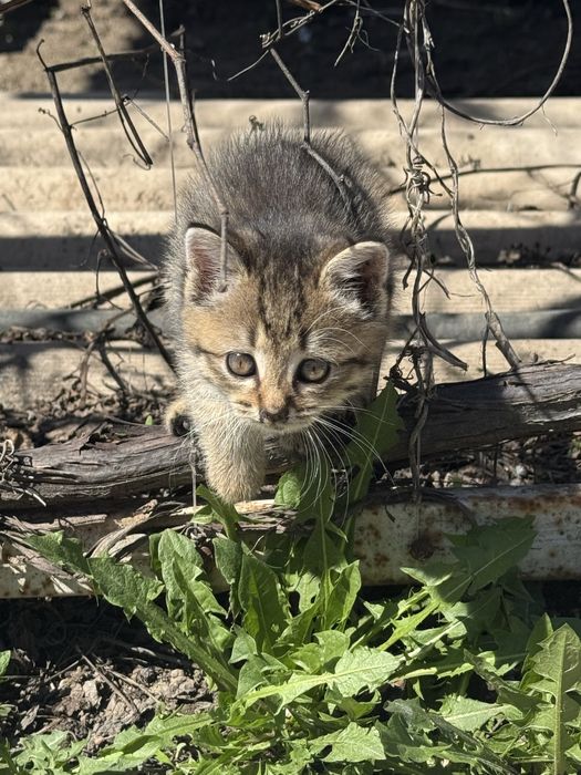 отдам котят,бесплатно