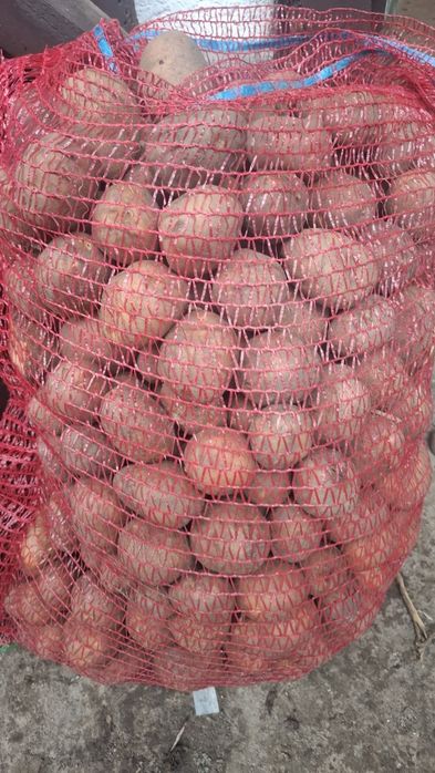 Cartofi de sămânță Arizona, Bellarosa,  clasa B