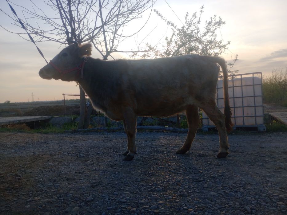 Sigir boqilgan  go‘shtga tayyor