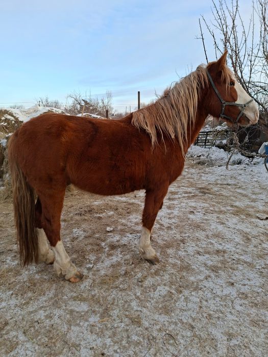 Продам жеребца полутяж 3.5 года