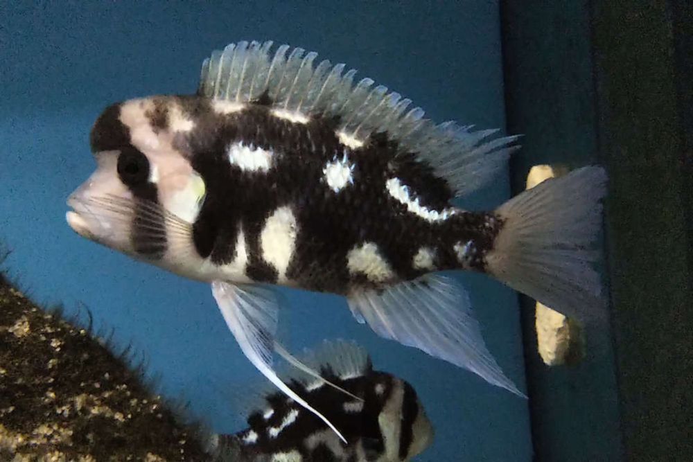 Frontoza black star sotiladi