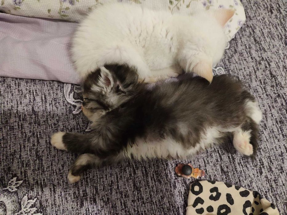 Отдам котёнка девочку
