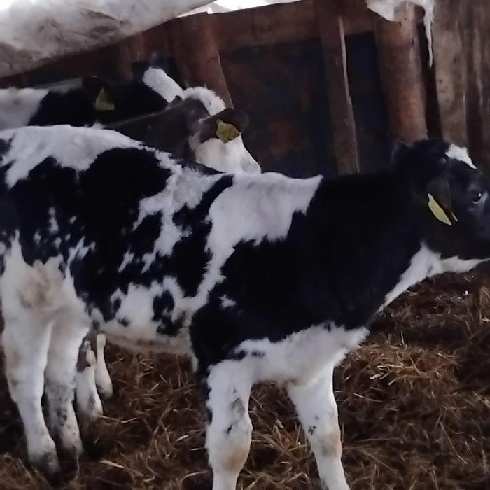 Vând 3 belgieni preț 45 de milioane bucata.