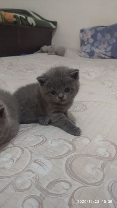 Продаются котята скоттиш фолд