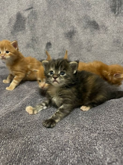 Крутые Мейн-Куны в продаже