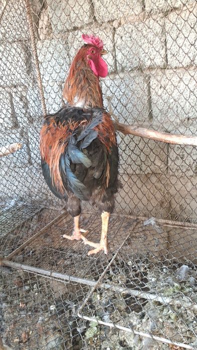 Xõroz Sotiladi Damshni Kilosi 3500