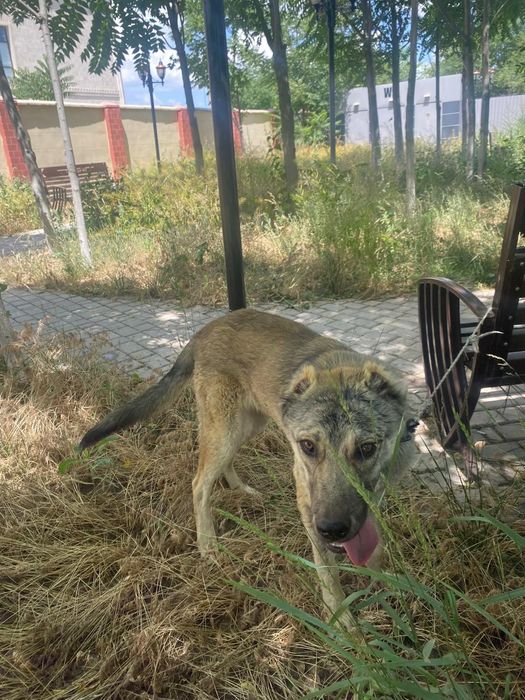 Алабай сатылады 20к