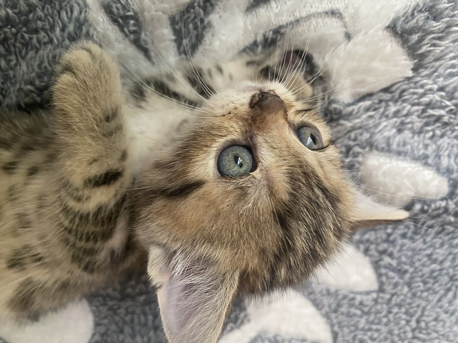 Котята британские