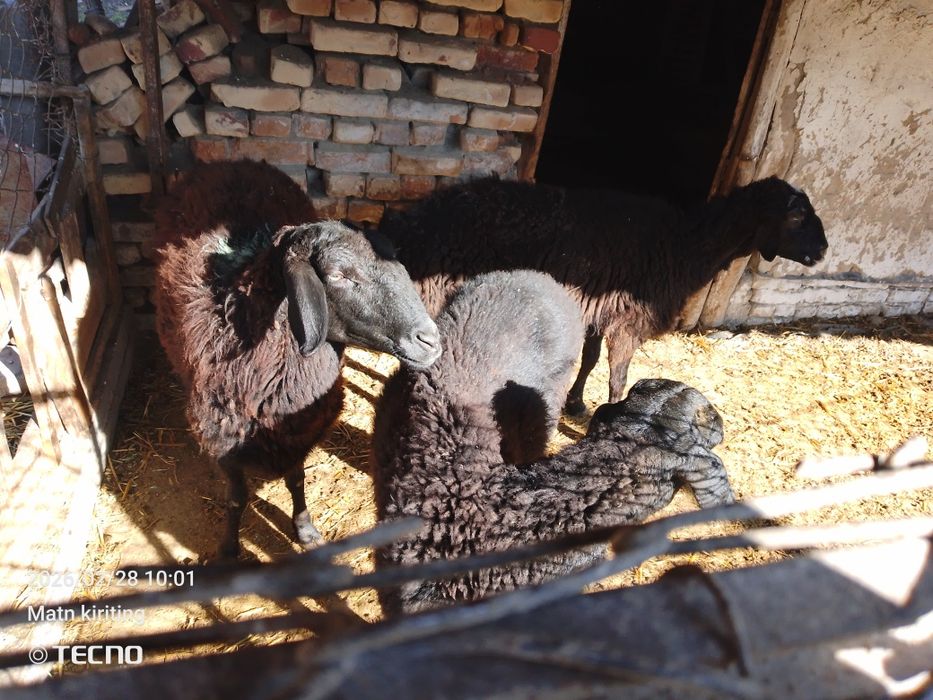 Bugʻoz qoʻylar sotiladi