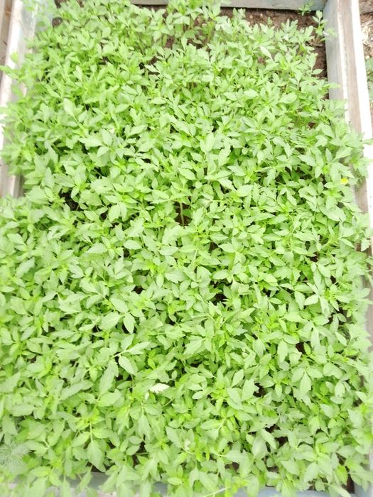 Продам рассаду помидор