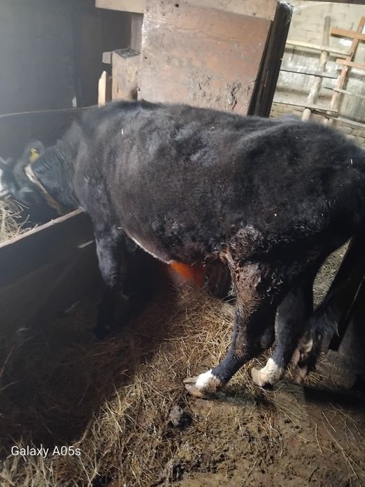 Продам тёлка полторашка