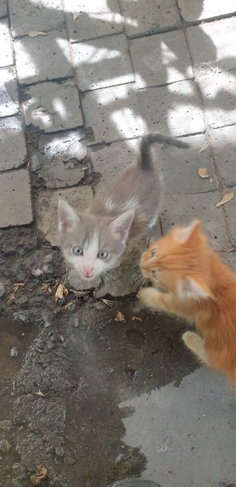 Отдам котят даром